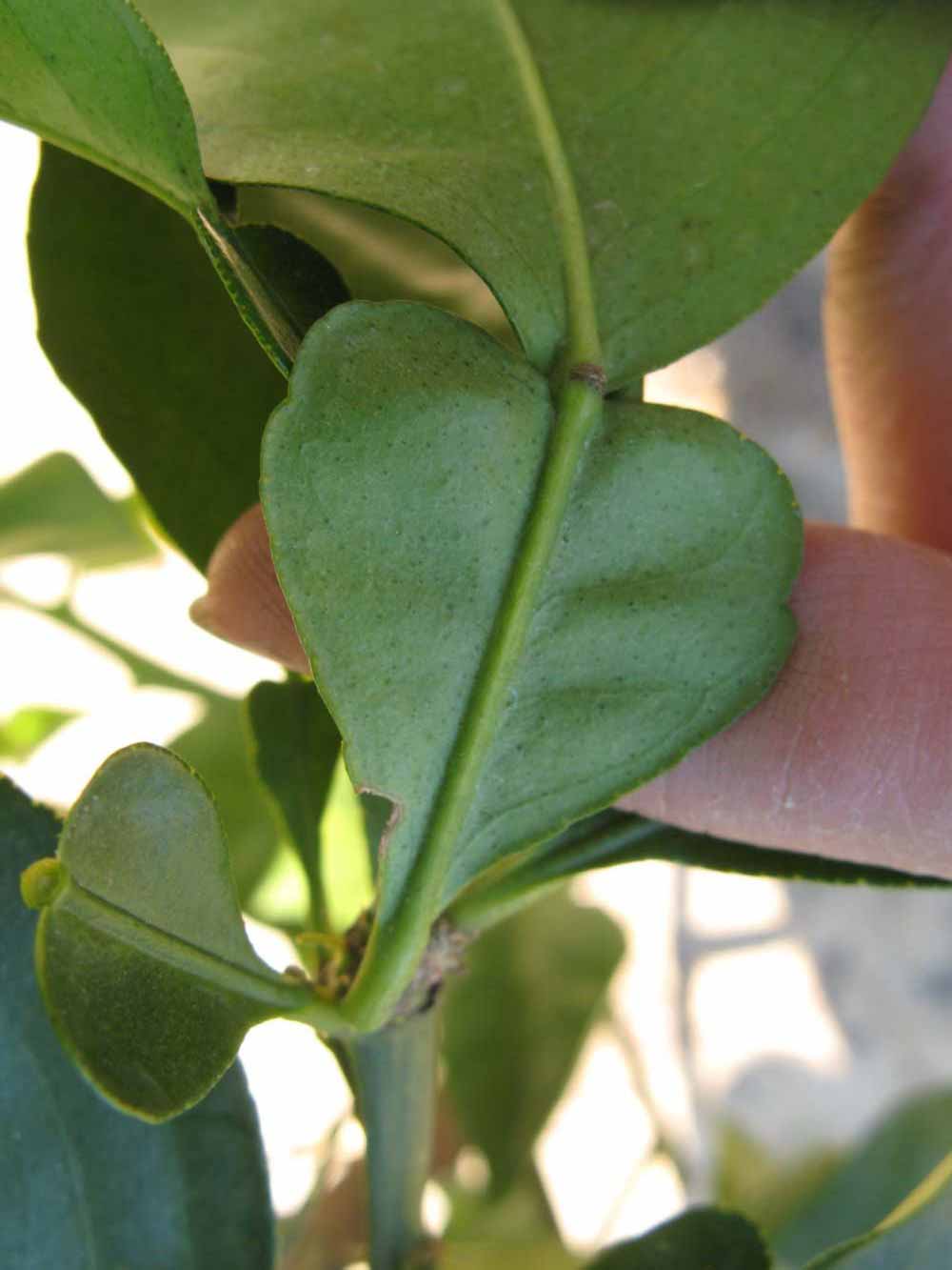              Petiole (Winter Haven, FL)       